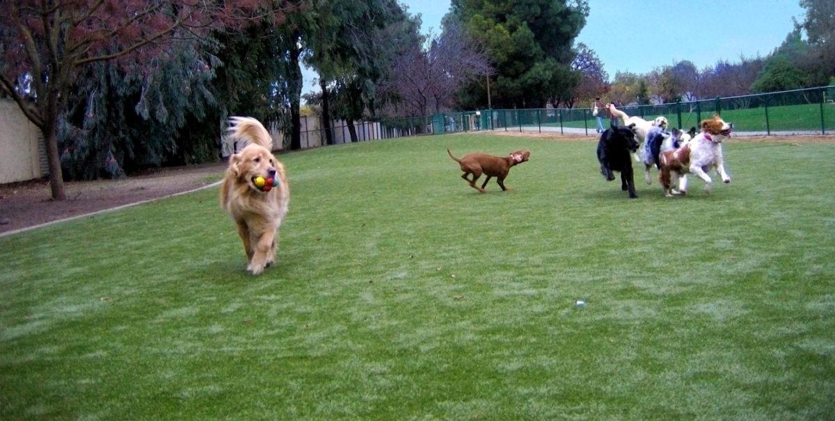 Dog Parks & Dog Runs | K9Grass by ForeverLawn