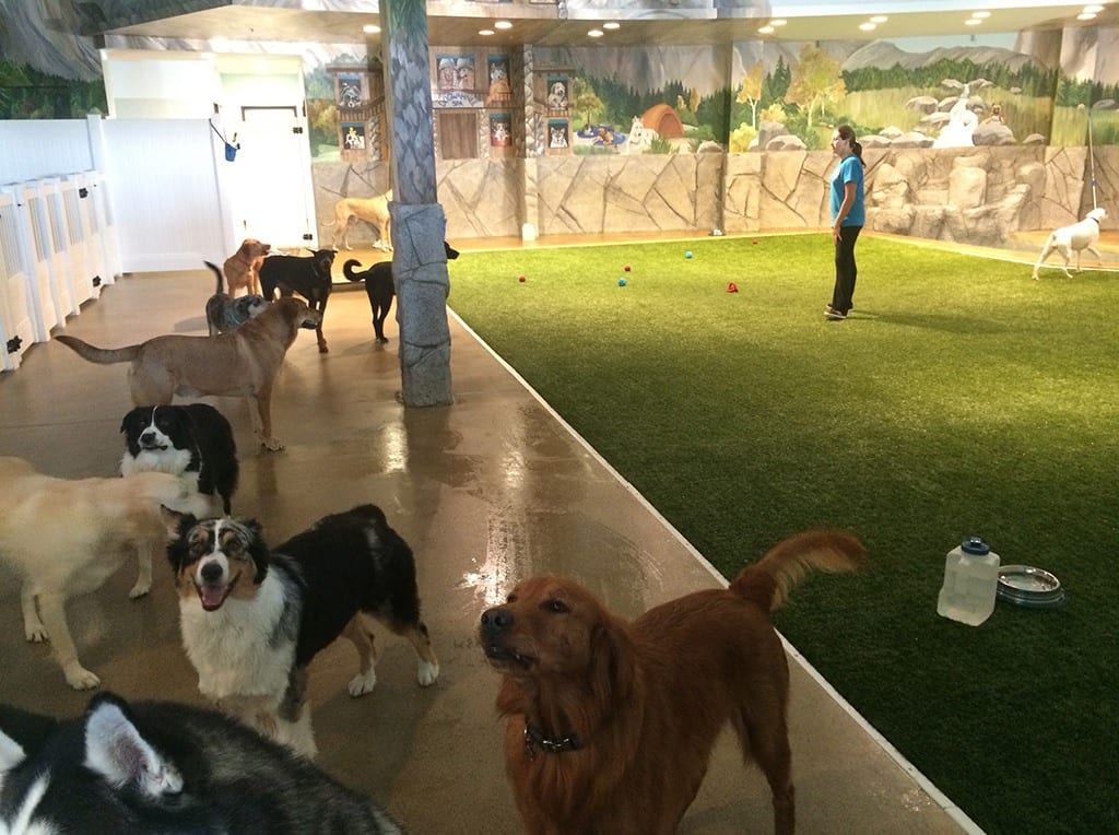 doggy-daycare-more-costa-mesa-k9grass-by-foreverlawn