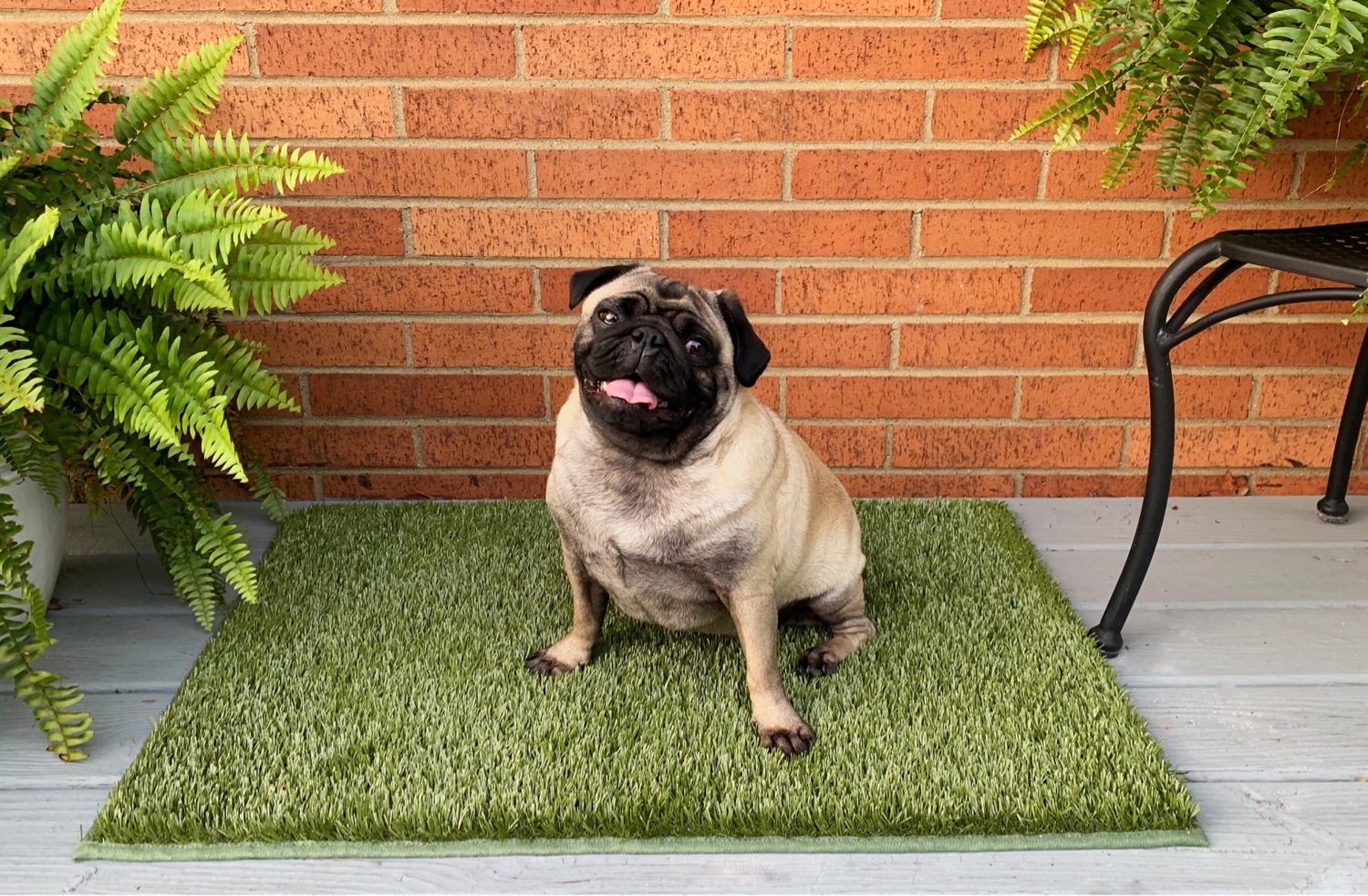 Grass mat hot sale for dogs