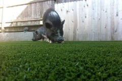 Pigs on K9Grass