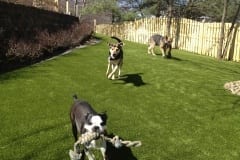 Dogs Playing on K9Grass