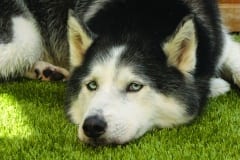 K9Grass is a great place to rest