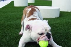 Dog playing fetch at the Curtis HIxon Dog Park
