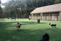 Dogs Playing on K9Grass