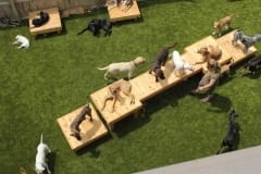 K9Grass at Oh my DOG
