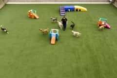 K9Grass 5-Star Facility Affectionate Pet Care