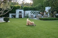 Jessica Capshaw and Christopher Gavigan's Backyard K9Grass
