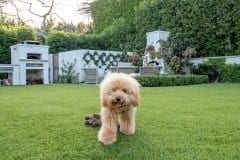 Jessica Capshaw and Christopher Gavigan's Backyard K9Grass