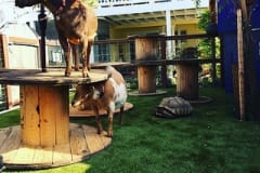 K9Grass Backyard for Goats and Tortoises