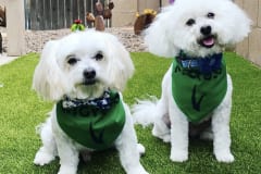 Apartment Complex Dog Park in Chandler, Arizona