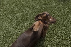 2nd Family Dogs by ForeverLawn West Texas