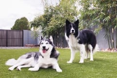 K9Grass by ForeverLawn East Valley