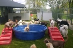 Rover Come Over Facility by ForeverLawn Southwest