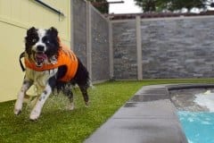 K9Grass Backyard by Pool