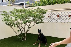 Backyard with K9Grass