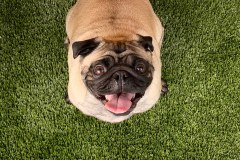 Outdoor K9Grass Installation