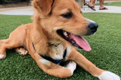 Brea Dog Park