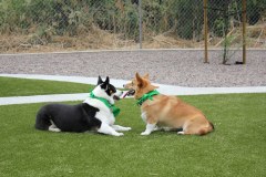 Brea Dog Park