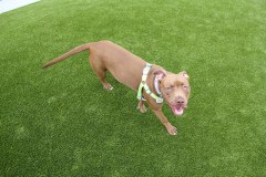 Brea Dog Park