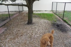 Before K9Grass Installation - Love My Dogs - ForeverLawn Palm Beach