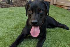 Backyard K9Grass
