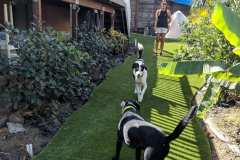 Backyard K9Grass