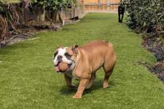 Backyard K9Grass