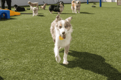 Outdoor K9Grass Installation