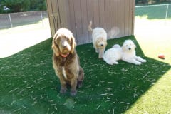 Dual K9Grass and GolfGreens Installation