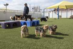 Outdoor K9Grass Installation