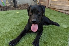 K9Grass by ForeverLawn Pacific Coast