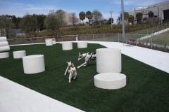 Curtis Hixon Waterfront Dog Park