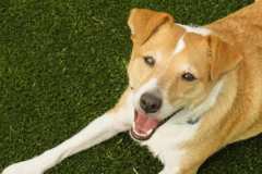 Lanier K9Grass