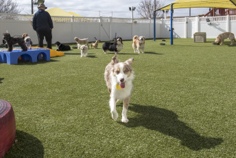 2nd Family Dogs by ForeverLawn West Texas