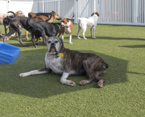 2nd Family Dogs by ForeverLawn West Texas