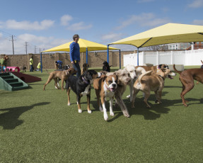 2nd Family Dogs by ForeverLawn West Texas