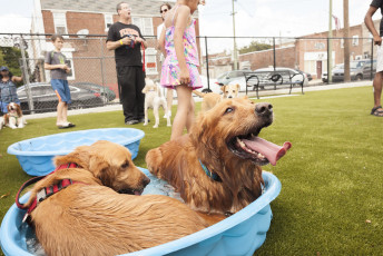 Lanier Dog Park by ForeverLawn South Jersey