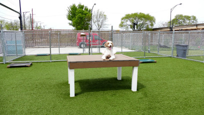 K9 University Chicago featuring K9Grass by ForeverLawn Chicago