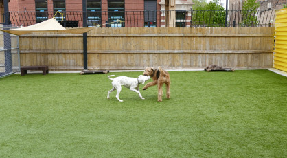 K9 University Chicago featuring K9Grass by ForeverLawn Chicago