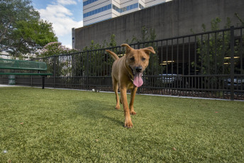 Crescent Westshore Luxury Apartments in St. Petersburg, Florida, by ForeverLawn of Tampa Bay
