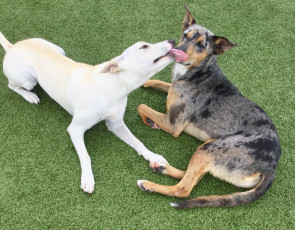 Pet Boarding and Training Facility in Kailua-Kona, Hawaii