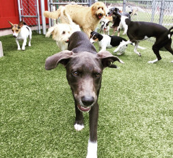 Pet Boarding and Training Facility in Kailua-Kona, Hawaii