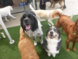 Superior Animal Hospital in Grand Rapids, Michigan