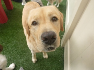 Superior Animal Hospital in Grand Rapids, Michigan