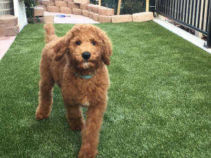 Canyon Lake K9Grass Courtyard by ForeverLawn Pacific Coast