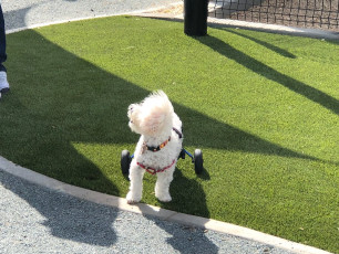 Signal Hill Dog Park in Long Beach, California