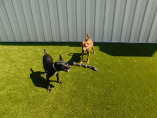 Summit County Humane Society