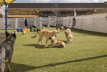 2nd Family Dogs by ForeverLawn West Texas