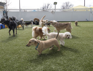 2nd Family Dogs by ForeverLawn West Texas