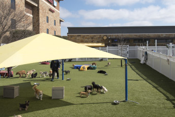 2nd Family Dogs by ForeverLawn West Texas